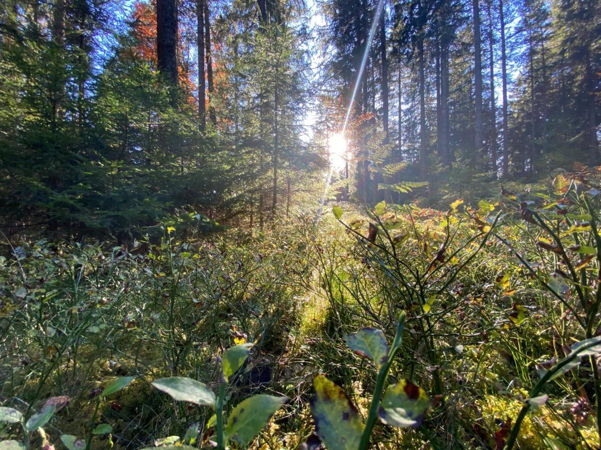 Ferienwohnung Waldblick Wilhelmsdorf Zewnętrze zdjęcie